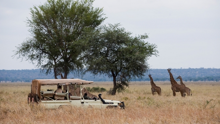 Swala Camp - Pirschfahrt